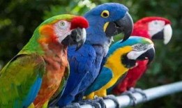 鹦鹉新闻爆料,揭秘事件背后惊人真相